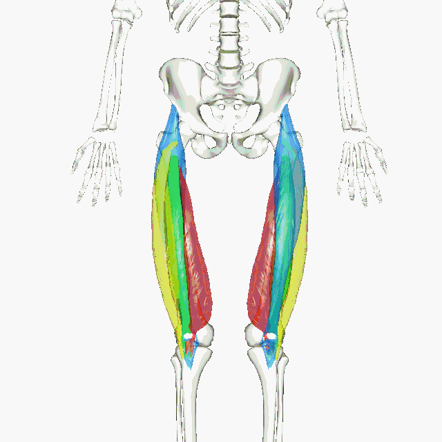 Myofascial Release & Stretching of the Quadricep Muscles Hands-on Instructor Demonstration