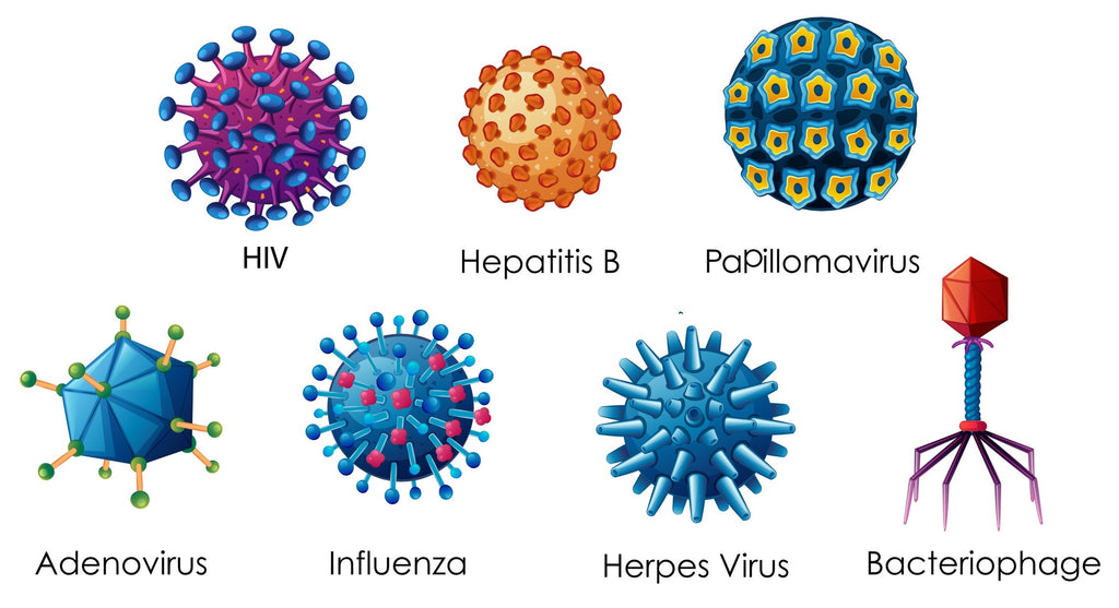 Pathogens & Massage Therapy Precautions & Contraindications with Infectious Disease