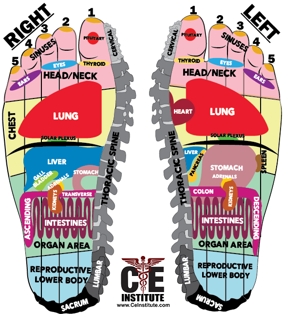 Massage Therapy Instructor Review of Foot Reflexology Reflex Point Depictions Learning Exercise