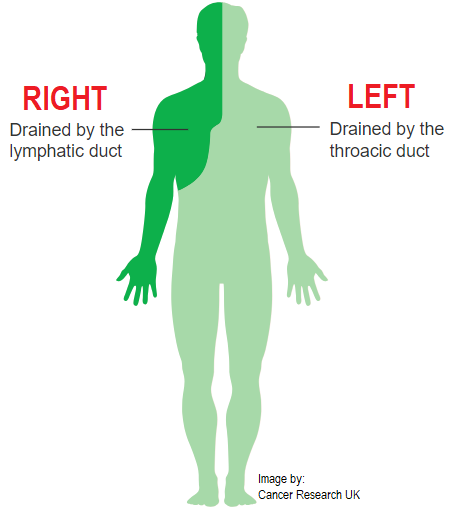 Understanding (or the Misunderstanding) of the Lymphatic System