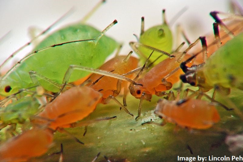 Bug Problem at the Massage Therapy Office, Spa or Salon?