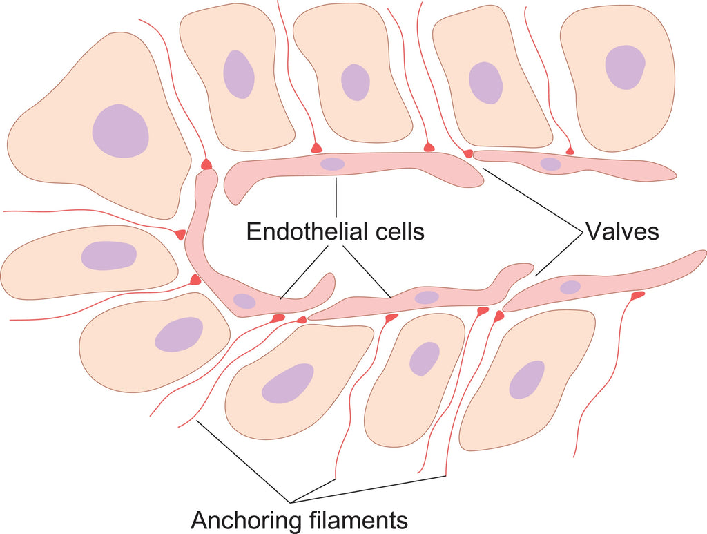 The Difference Between Manual Lymphatic Drainage and Massage