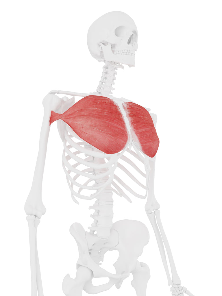Advanced Deep Tissue Massage Therapy Stretching Pectoral Chest Hands-on Instructor Demonstration