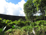 Self-paced Online Home Study 24 CE Advanced Lava Lomi Lomi with Alohatherapy
