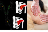 Self-paced Online Home Study 12 CE Trigger Point & Neuromuscular Therapy Basics