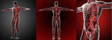 18 CE Hour Full Body Manual Lymphatic Drainage (Computer-based Live Interactive Webinar)