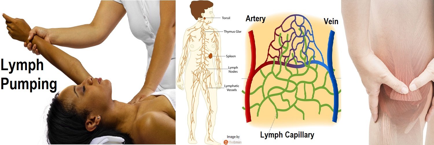 LIVE IN-PERSON 12 CE Hour Manual Lymphatic Drainage Extremities Basics