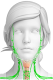 24 CE Hour Manual Lymphatic Drainage Full Body & Facial (Computer-based Live Interactive Webinar)