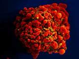 4 Hour HIV & AIDS Initial Education Self-Paced Home Study E-book Course ONLINE for the FL Board of Cosmetology