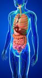LIVE IN-PERSON 18 CE Hour Full Body Manual Lymphatic Drainage in Miami Florida
