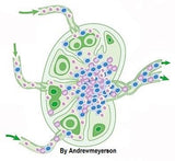 2025 & 2027 FL MT 24 CE Hybrid License Renewal Package LIVE IN-PERSON 12 CE MLD Basics + 12 CE Self-paced Home Study