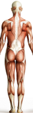 Self-paced Online Home Study 12 CE Trigger Point & Neuromuscular Therapy Basics