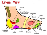 LIVE IN-PERSON 12 CE Hour Reflexology: Foot, Hand & Ear in CENTRAL FLORIDA