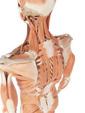 Self-paced Online Home Study 6 CE Chair Massage