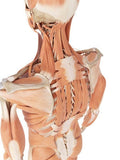 Self-paced Online Home Study 12 CE Myofascial & Neuromuscular Therapy