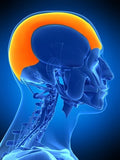 Self-paced Online Home Study 6 CE Chair Massage