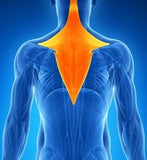 Self-paced Online Home Study 6 CE Chair Massage