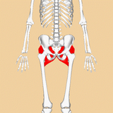 Self-paced Online Home Study 6 CE Active Assisted LOWER Body Stretching (AAS)