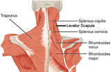 Self-paced Online Home Study 6 CE Chair Massage