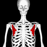 LIVE IN-PERSON 12 CE Hour Trigger Point Therapy & Myofascial Release
