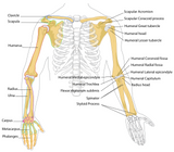 Self-paced Online Home Study 6 CE Advanced Myofascial Deep Tissue: Shoulder & Knee