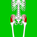 Self-paced Online Home Study 6 CE Active Assisted LOWER Body Stretching (AAS)