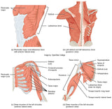 Self-paced Online Home Study 6 CE Active Assisted UPPER Body Stretching (AAS)