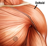 Self-paced Online Home Study 6 CE Active Assisted UPPER Body Stretching (AAS)