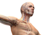 Self-paced Online Home Study 24 CE Hour Manual Lymphatic Drainage Full Body & Facial