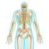 Self-paced Online Home Study 18 CE Hour Full Body Manual Lymphatic Drainage