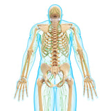 18 CE Hour Full Body Manual Lymphatic Drainage (Computer-based Live Interactive Webinar)