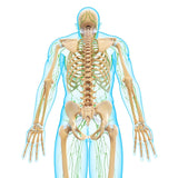 Self-paced Online Home Study 24 CE Manual Lymphatic Drainage Full Body & Facial