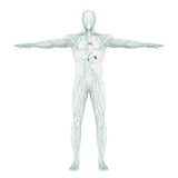 LIVE IN-PERSON 24 CE Hour Manual Lymphatic Drainage Full Body & Facial in Miami FL