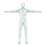 Self-paced Online Home Study 24 CE Manual Lymphatic Drainage Full Body & Facial