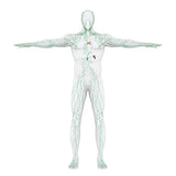 24 CE Hour Manual Lymphatic Drainage Full Body & Facial (Computer-based Live Interactive Webinar)