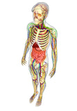 LIVE IN-PERSON 24 CE Hour Manual Lymphatic Drainage Full Body & Facial in Miami FL