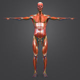 LIVE IN-PERSON 24 CE Hour Manual Lymphatic Drainage Full Body & Facial in Miami FL