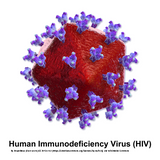 4 Hour HIV & AIDS Initial Education Self-Paced Home Study E-book Course ONLINE for the FL Board of Cosmetology