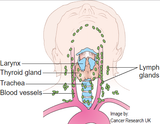 6 CE Hour Lymphatic Facial Live (Computer-Based Interactive Webinar)