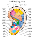 Self-paced Online Home Study 6 CE Hand & Ear Reflexology