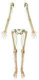 24 CE Advanced Geriatric Oncology Bodywork & Massage (Computer-Based Live Interactive Webinar)