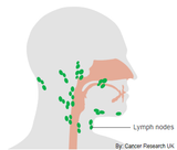 6 CE Hour Lymphatic Facial Live (Computer-Based Interactive Webinar)