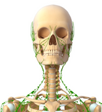Self-paced Online Home Study 24 CE Hour Manual Lymphatic Drainage Full Body & Facial