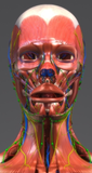 LIVE IN-PERSON 24 CE Hour Manual Lymphatic Drainage Full Body & Facial in Miami FL