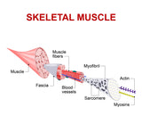 18 CE Hour Advanced Myofascial Cupping (Computer-Based Live Interactive Webinar)