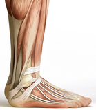 Self-paced Online Home Study 12 CE Active Assisted LOWER Body Stretching (AAS) & Advanced Medical Foot Massage