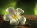 Self-paced Online Home Study 12 CE Lava Lomi Massage™