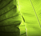 Self-paced Online Home Study 12 CE Lava Lomi Massage™