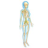 Self-paced Online Home Study 24 CE Hour Manual Lymphatic Drainage Full Body & Facial