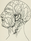 6 CE Hour Lymphatic Facial Live (Computer-Based Interactive Webinar)